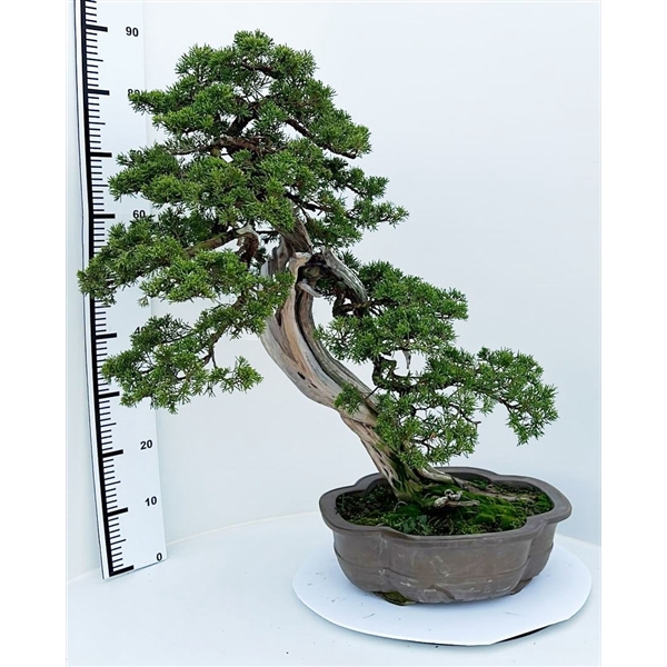 <h4>Juniperus chinensis, 40cm., height 90cm. (single item)</h4>