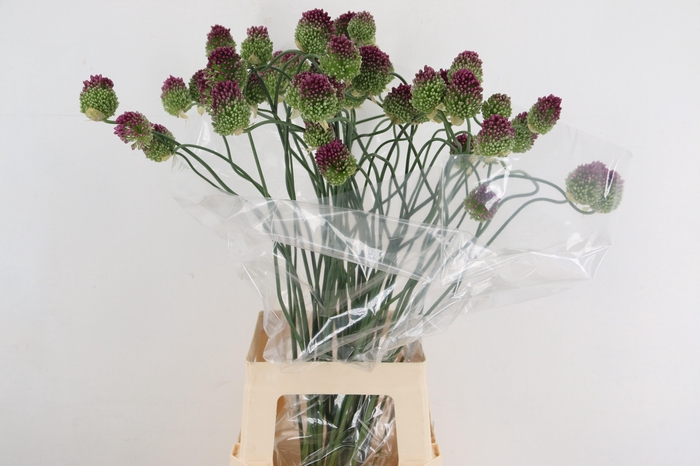 <h4>ALLIUM CURVED ARTISTIC</h4>
