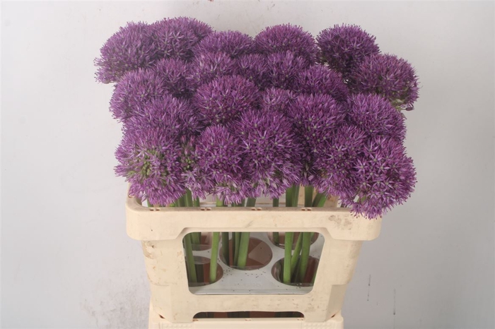 <h4>Allium Pinball Wizard</h4>