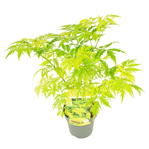 Sambucus racem. 'Sutherland Gold'