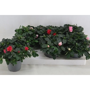 RHODO SI VOGEL GEM