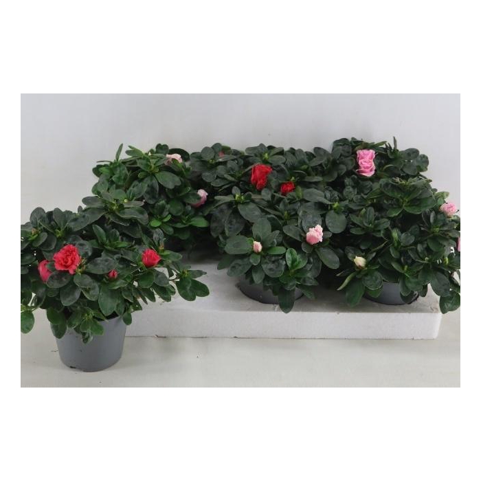 <h4>RHODO SI VOGEL GEM</h4>