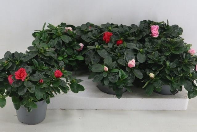 <h4>RHODO SI VOGEL GEM</h4>