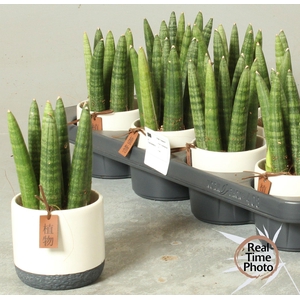 SANSEV CYLINDRICA OV