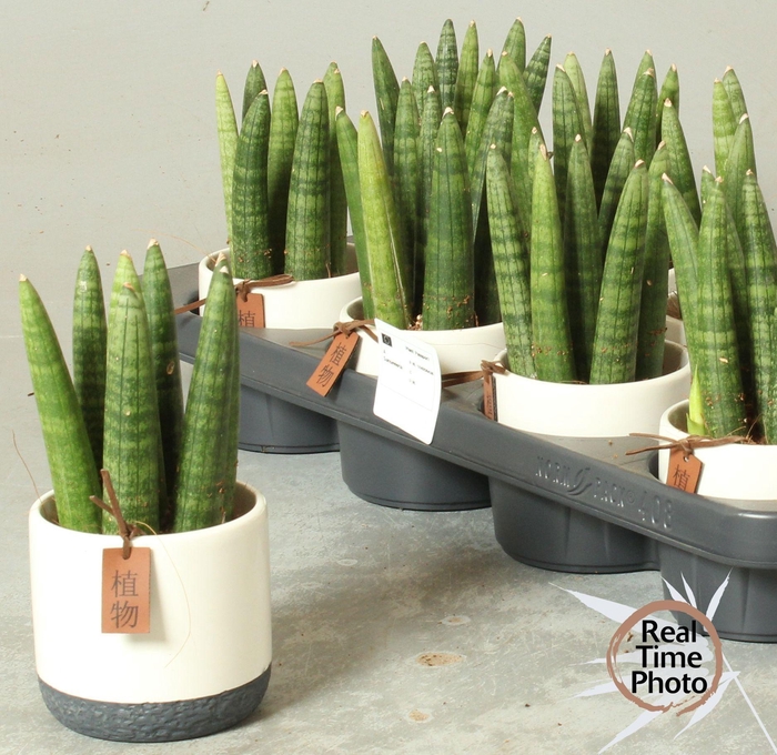 <h4>SANSEV CYLINDRICA OV</h4>