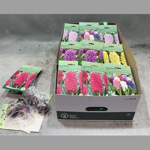Bloembol Hyacint Mixbox