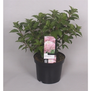 Hydrangea Paniculata 'Pink Lady' 23 cm