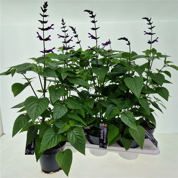 <h4>Salvia Purple and Bloom</h4>