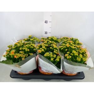 Kalanchoe blos. 'RosDon Pedro'