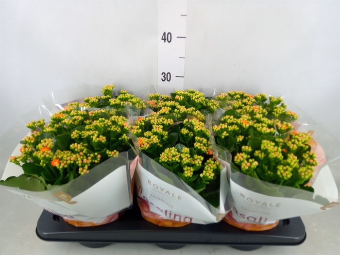 <h4>Kalanchoe blos. 'RosDon Pedro'</h4>