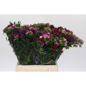 Dianthus Br Mix