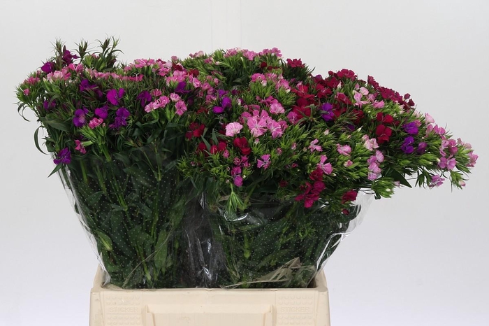 Dianthus Br Mix
