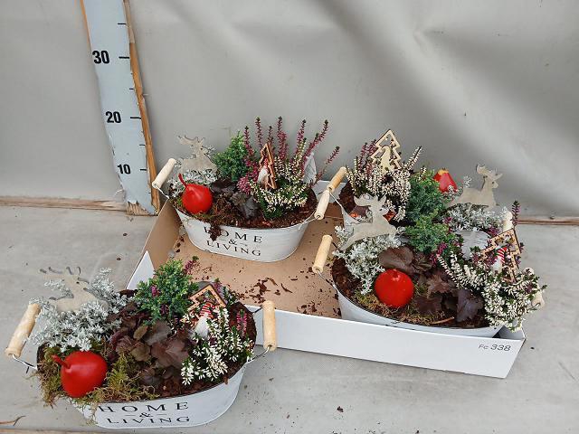 <h4>ARR TUINPLANTEN</h4>