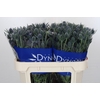 Eryngium Blue Dynamite