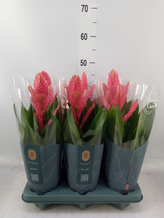 <h4>Vriesea   ...</h4>