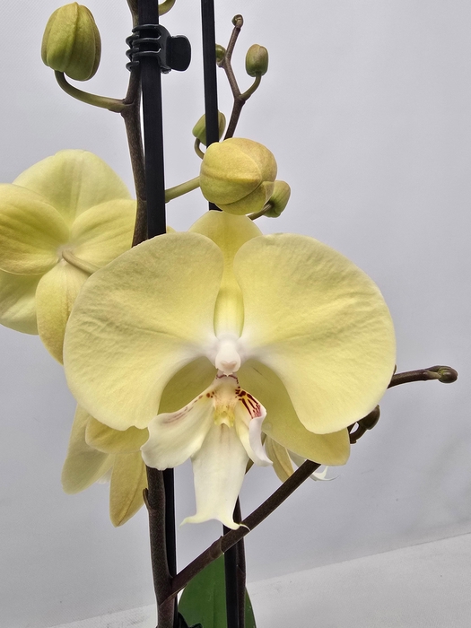 <h4>Limited 59 week 18</h4>