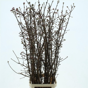 Vibur Bodn Ch Lamont