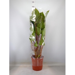 Homalomena rubescens 'Maggy'