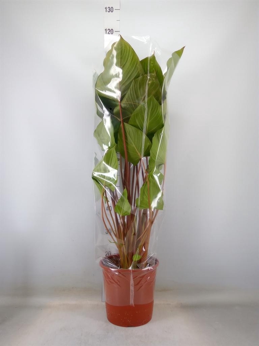 <h4>Homalomena rubescens 'Maggy'</h4>