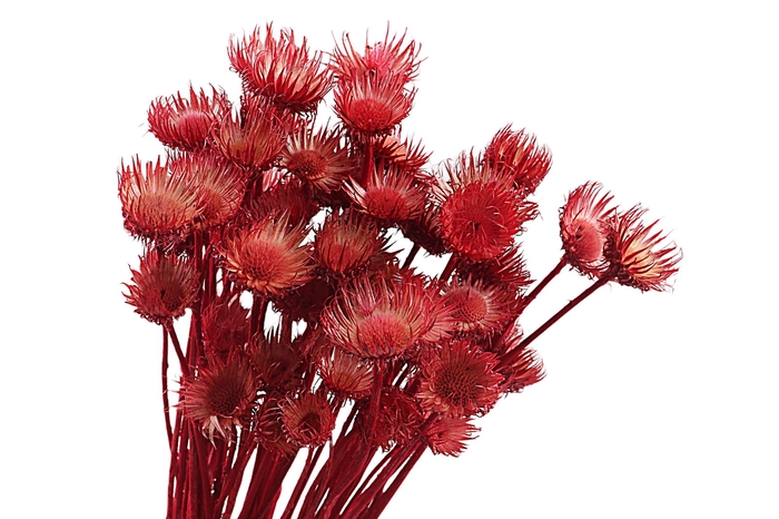 <h4>Cardi Di Montagne Red</h4>