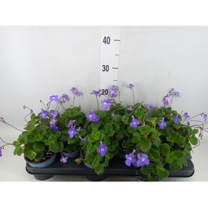 Streptocarpus saxorum