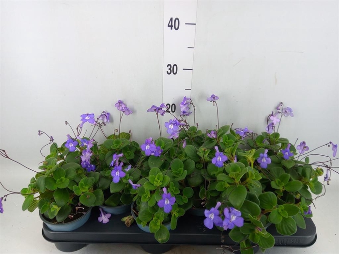 <h4>Streptocarpus saxorum</h4>