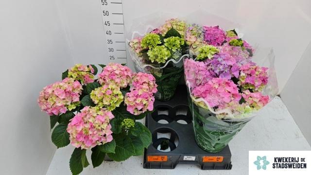 <h4>HYDR M EARLY ROSA</h4>