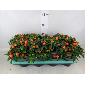 Solanum pseudocapsicum 'Megaball'