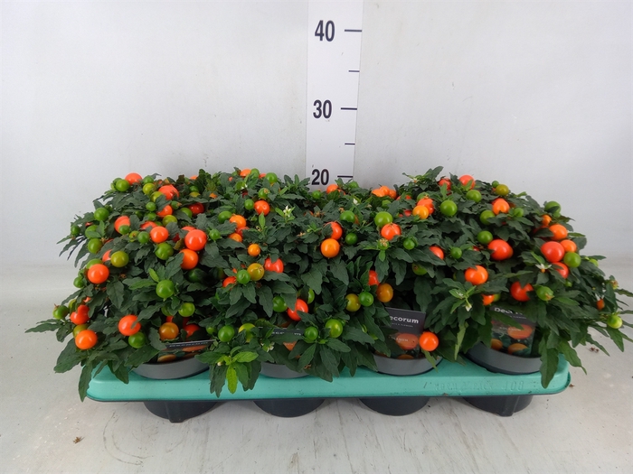 <h4>Solanum pseudocapsicum 'Megaball'</h4>