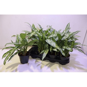 Aglao Silver Queen C