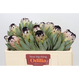 Protea Niobe
