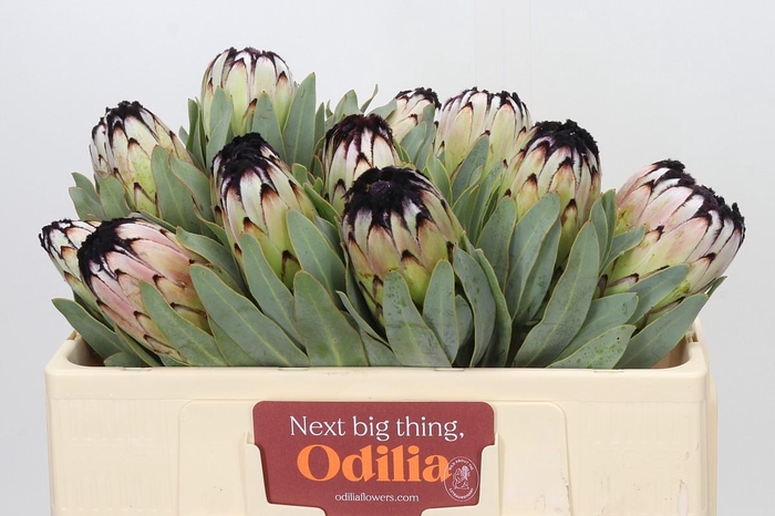 <h4>Protea Niobe</h4>