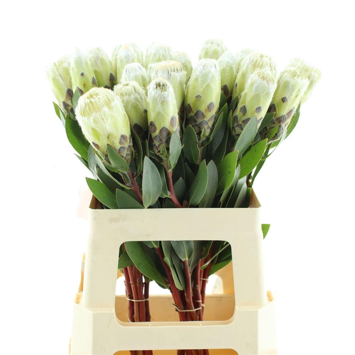 <h4>Protea Mundi</h4>