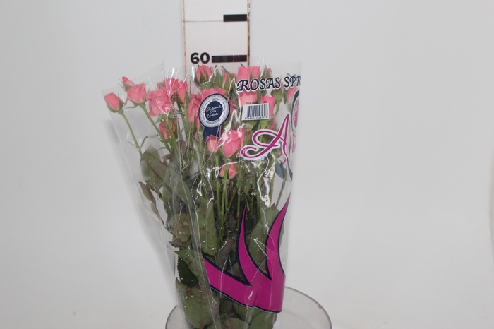 <h4>ROSA SPRAY EVA 060 CM</h4>