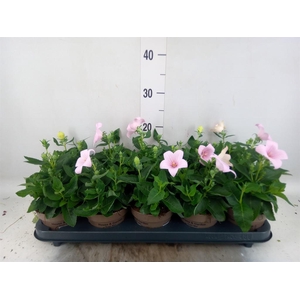 Platycodon grand. 'Astra Pink'