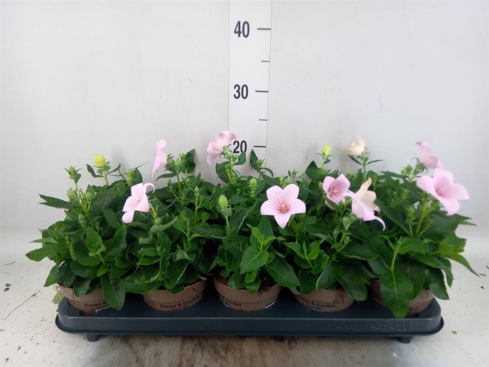 <h4>Platycodon grand. 'Astra Pink'</h4>