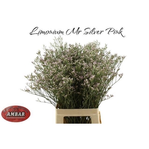 LIM MR SILVER PINK