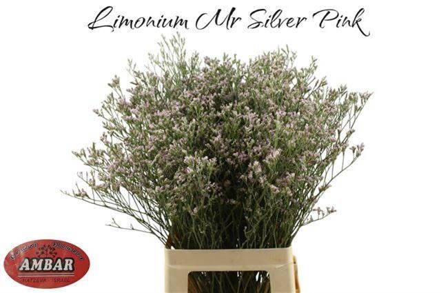<h4>LIM MR SILVER PINK</h4>