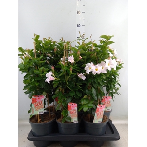 Mandevilla  'Sundavil White'