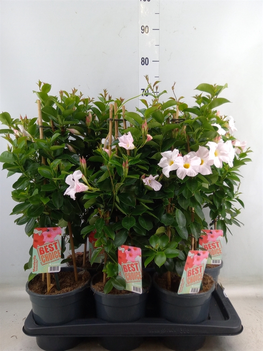 <h4>Mandevilla  'Sundavil White'</h4>