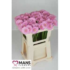 GERBERA MINI KIMSEY GE MI KIMSEY