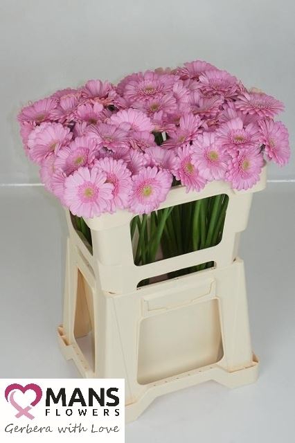 GERBERA MINI KIMSEY GE MI KIMSEY