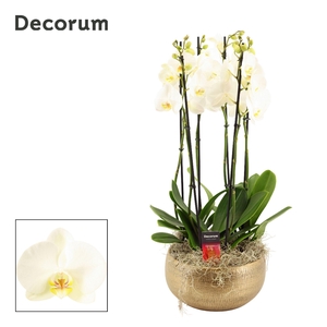 Aurelie 6 tak symphony white (Deco-collection)