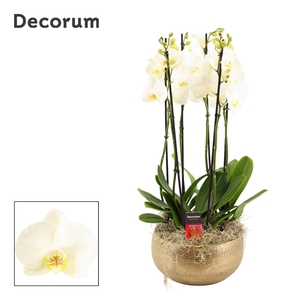 Aurelie 6 tak symphony white (Deco-collection)