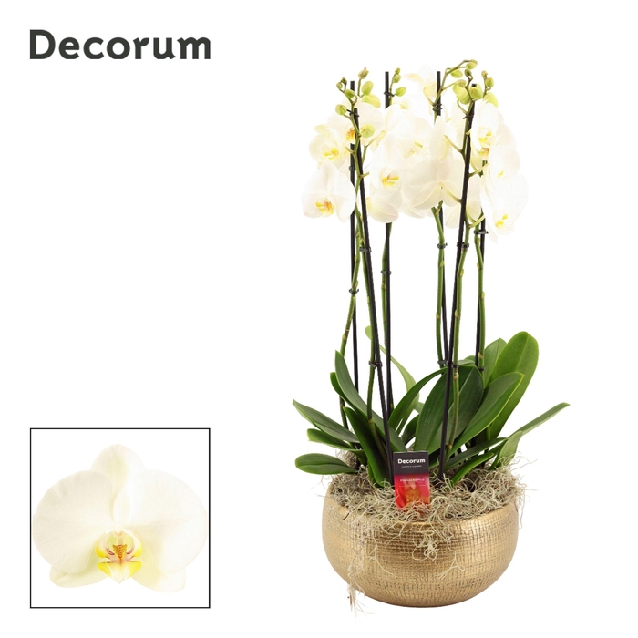 <h4>Aurelie 6 tak symphony white (Deco-collection)</h4>