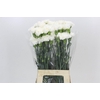 Dianthus St Moonlight