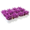 ECHEV RAINBOW PURPLE 