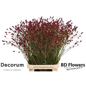 Sanguisorba Of Strawberry Dream