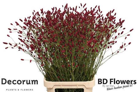 <h4>Sanguisorba Of Strawberry Dream</h4>
