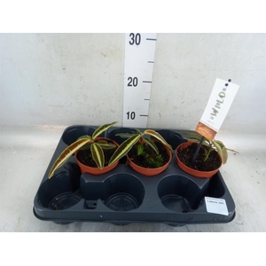 Planten Groen   ...L%